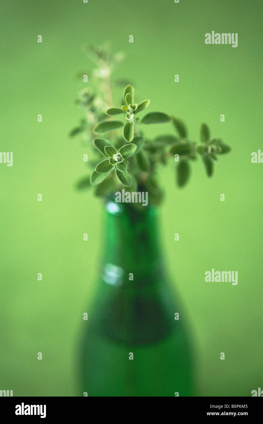 Fresh Thyme in a green bottle Stock Photo
