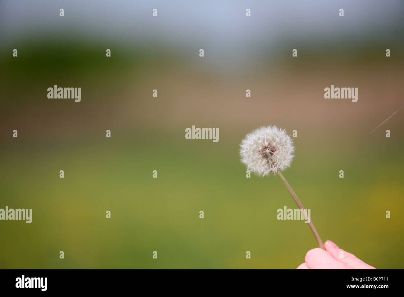 A Dandelion clock Stock Photo - Alamy