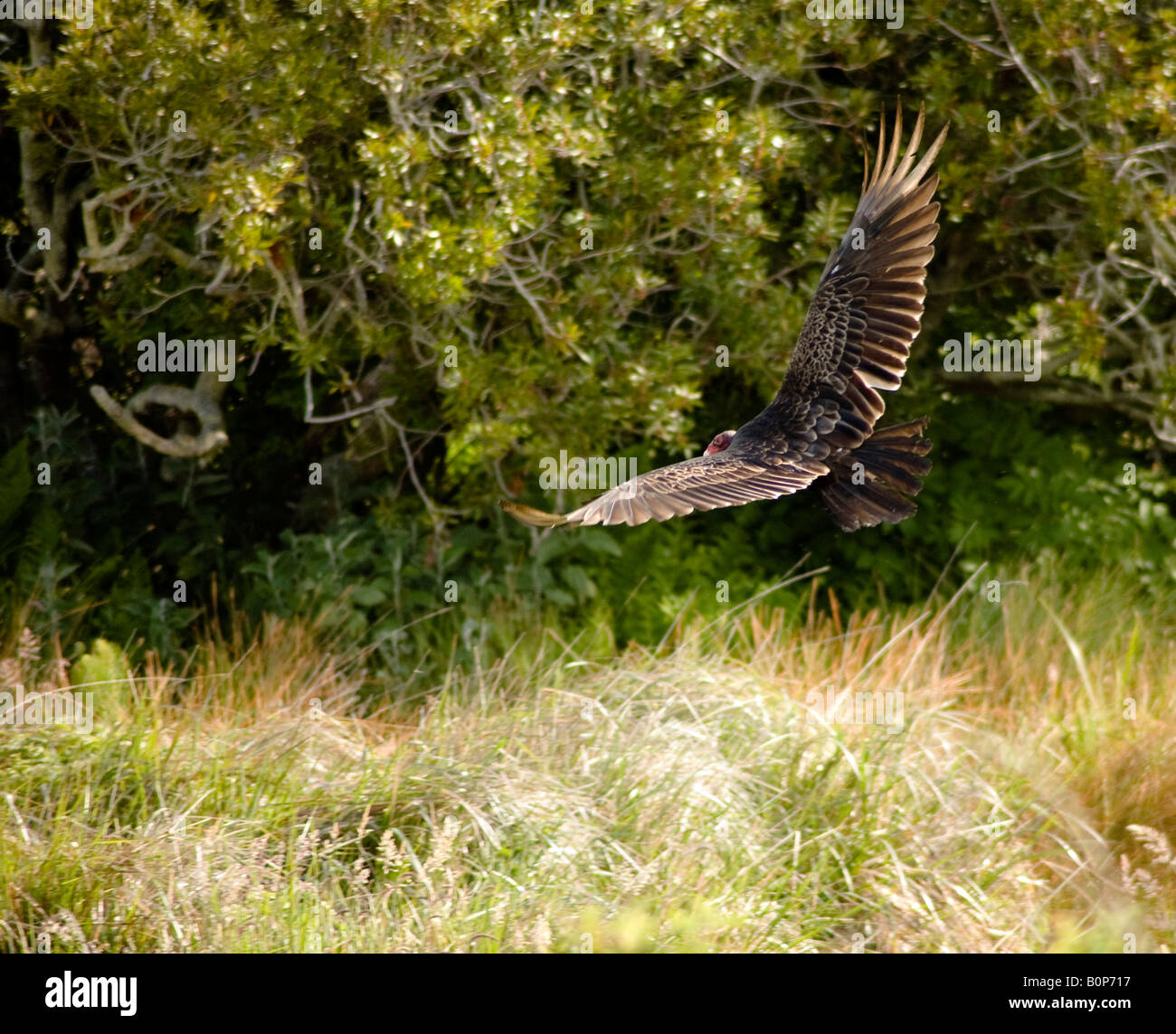 Turkey vulture wings and tail spread hires stock photography and