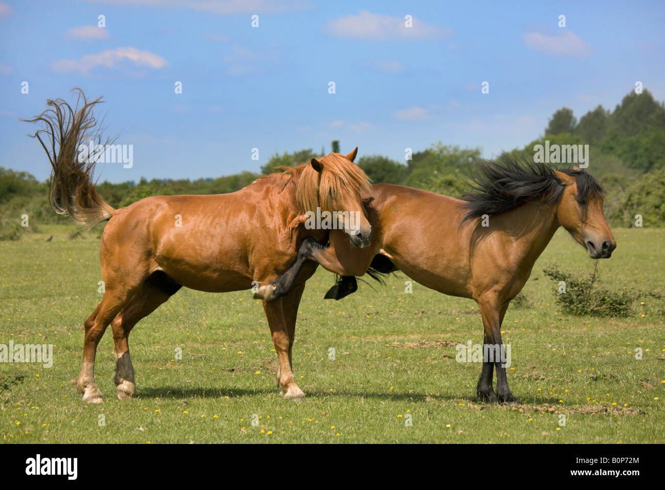 New Forest Stallion and Mare, Hampshire, England Stock Photo