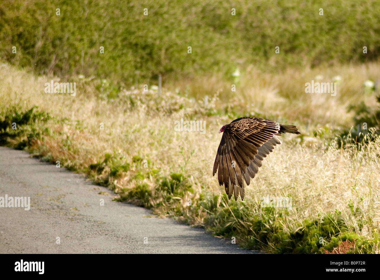Turkey Vulture flying across a road Stock Photo Alamy