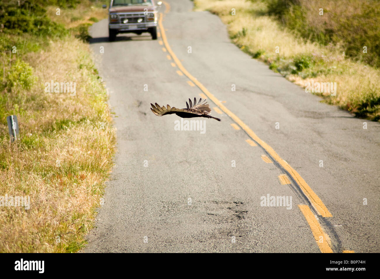 Turkey Vulture flying across Pierce Point Road at Point Reyes National Sheashore. Stock Photo