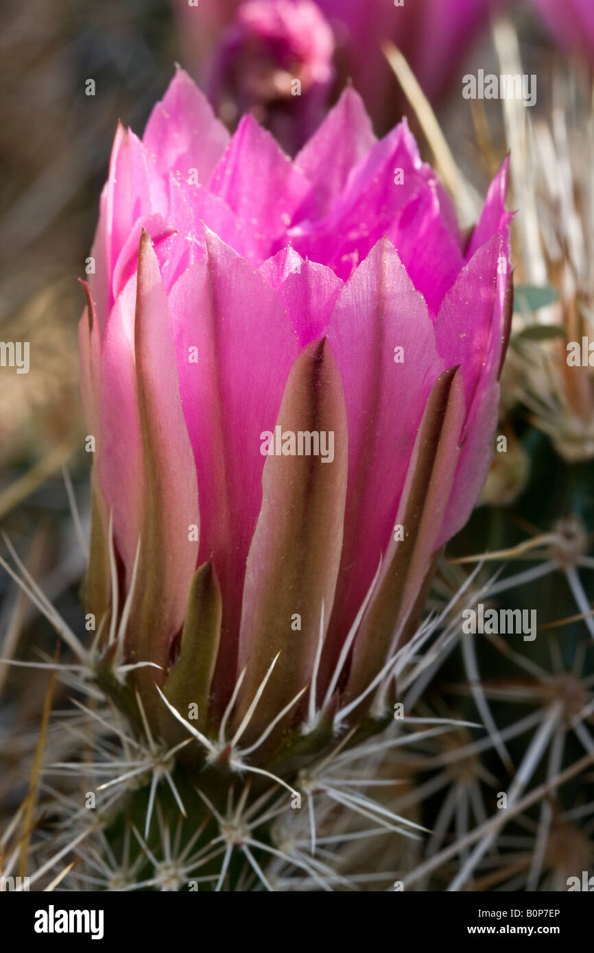 strawberry hedgehog cactus blossom in Arizona's Sonoran Desert Stock