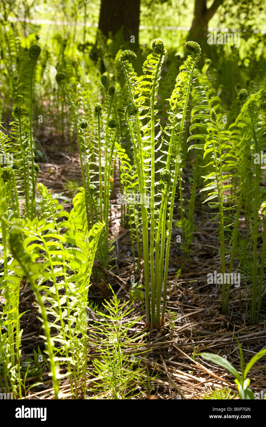 Fern wild in Woodlot in Ontario Canada Stock Photo - Alamy