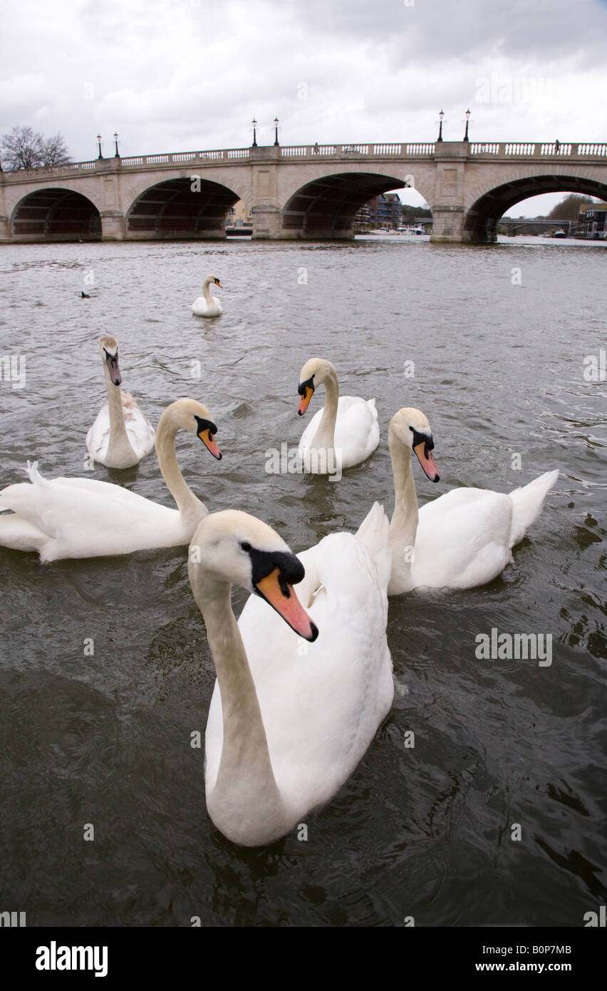 Swans on the River Thames at Kingston, Surrey Stock Photo