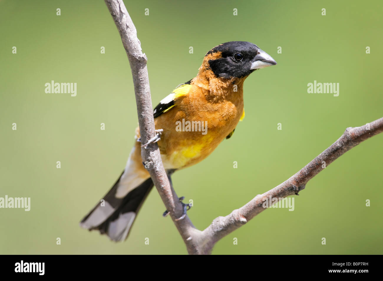 A Male [Black-head Grosbeak] Stock Photo - Alamy