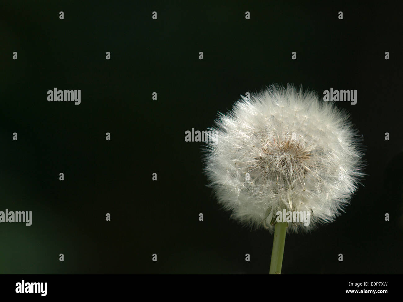 Dandelion seeds hi-res stock photography and images - Alamy
