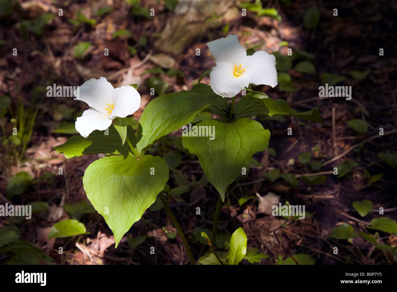 The Trillium the Official Emblem of Ontario Stock Photo