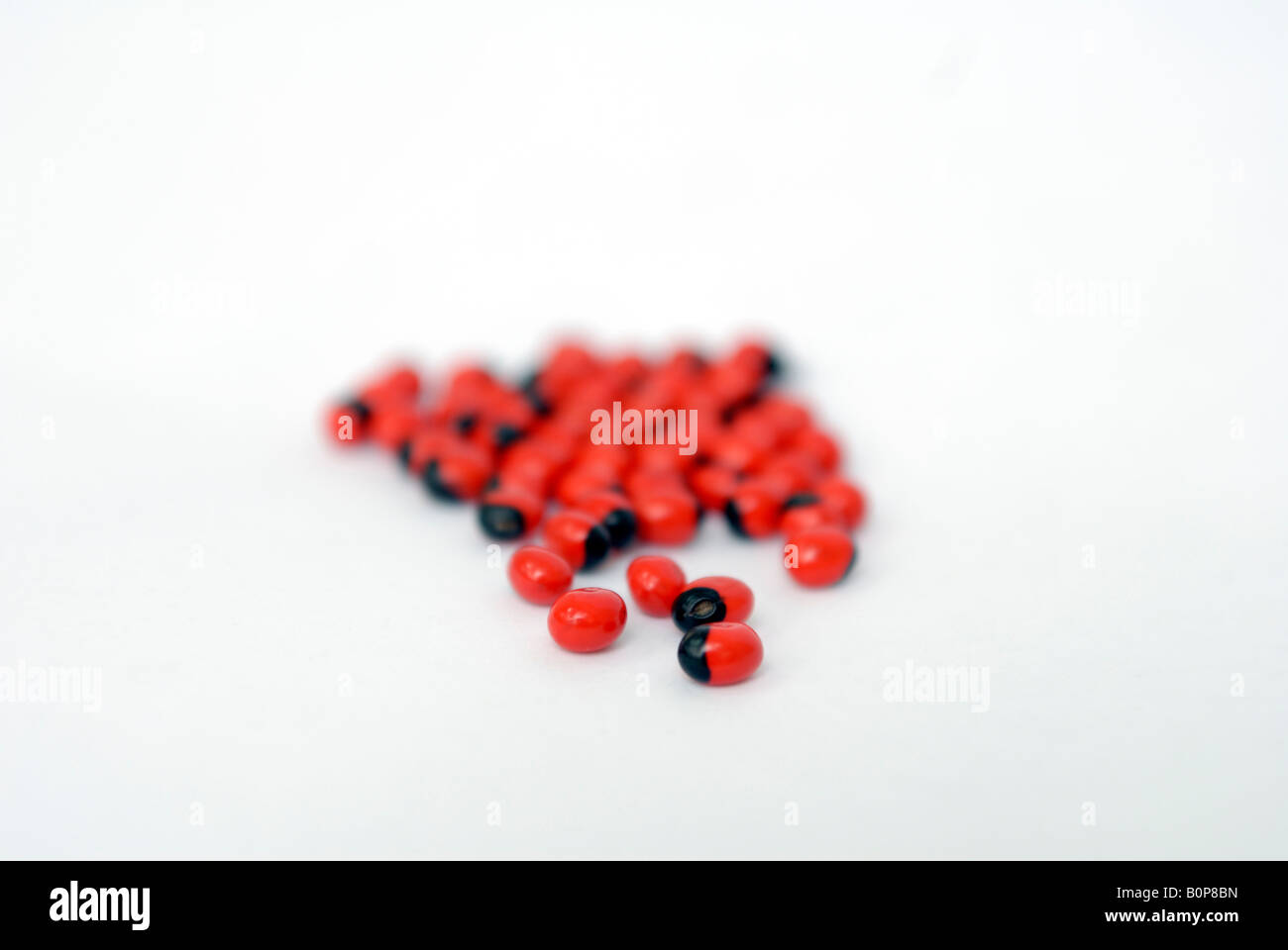 Small red seeds with a black spot on white background Stock Photo