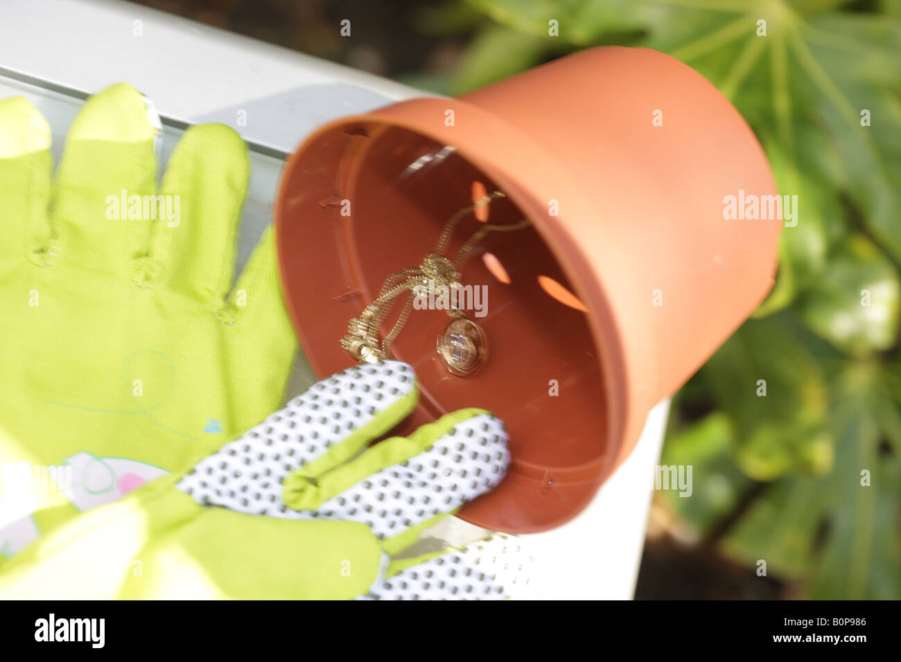 Locket in a Plant Pot Stock Photo Alamy