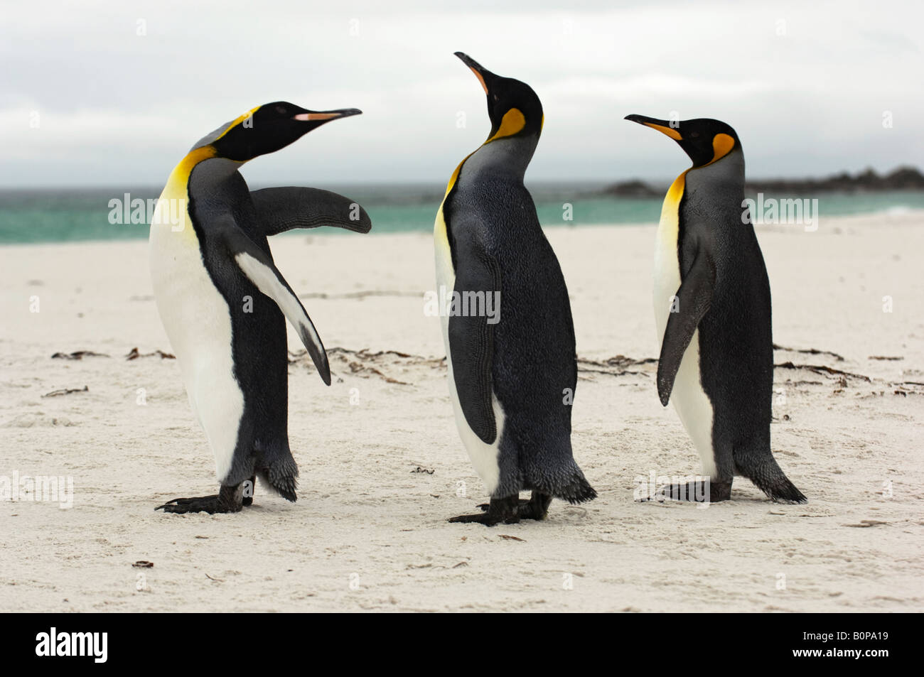 Penguins Walking Line High Resolution Stock Photography and Images - Alamy