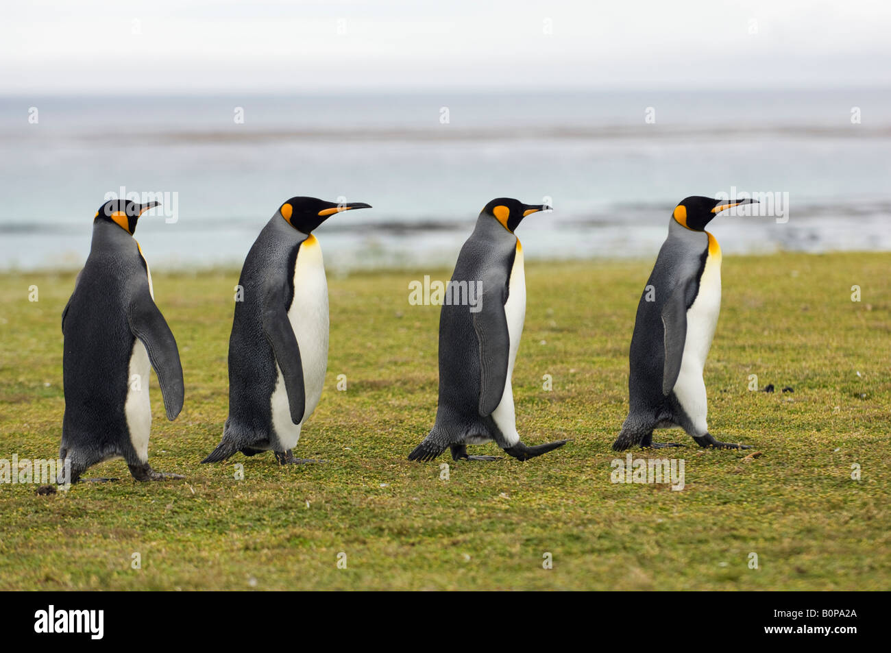 Penguins Walking Line High Resolution Stock Photography and Images - Alamy