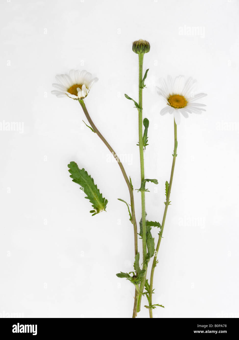 Ox Eye Daisies in May England Stock Photo