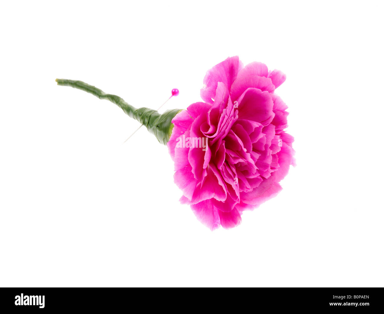 Carnation buttonhole hires stock photography and images Alamy