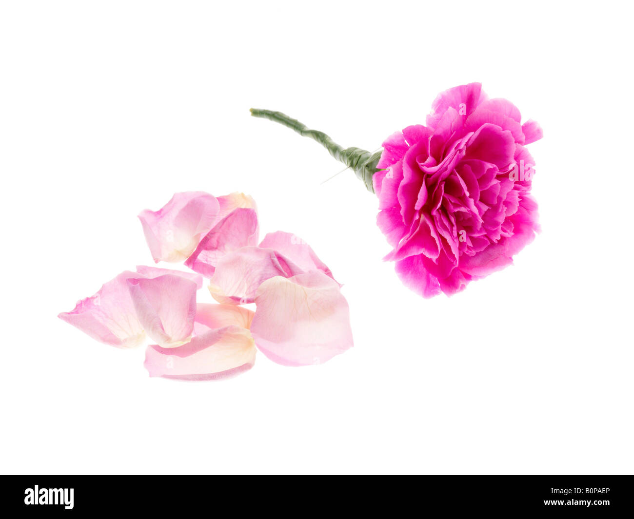 Carnation Buttonhole with Rose Petals Stock Photo Alamy