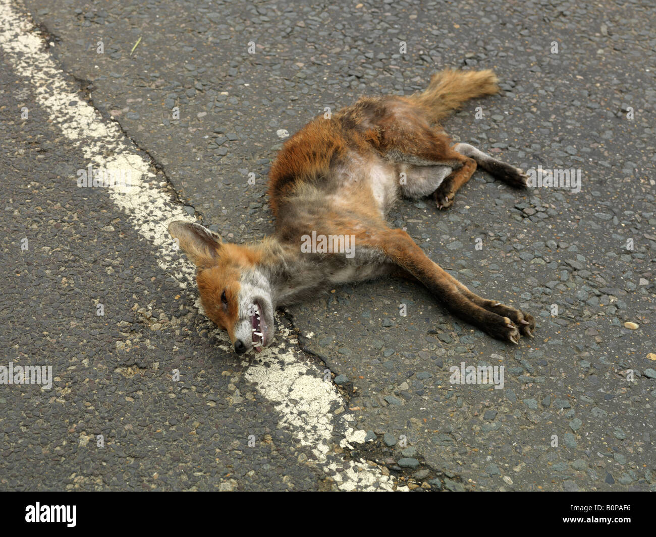 Dead Fox in Country Road Surrey Roadkill Stock Photo