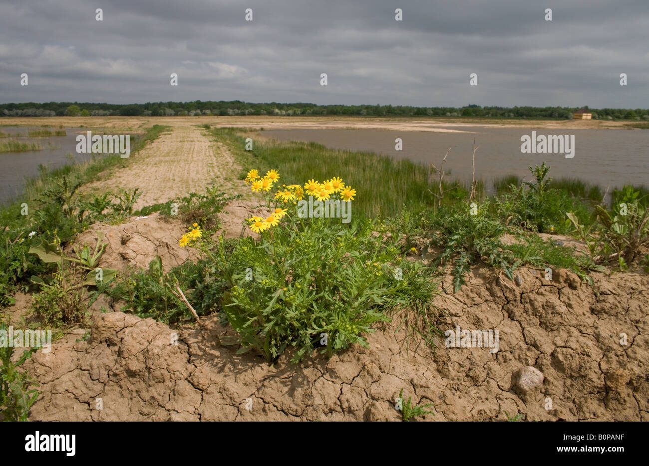 Oxford Ragwort Senecio squalidus plant in flower on top of a bank on Huxter Wells Marsh Stock Photo