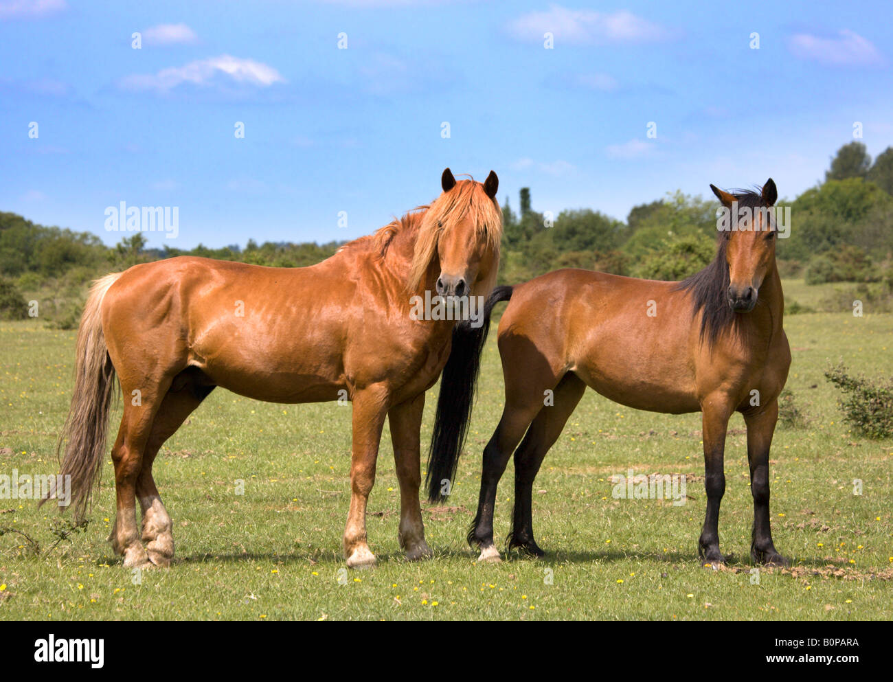 New Forest Stallion and Mare, Hampshire, England Stock Photo