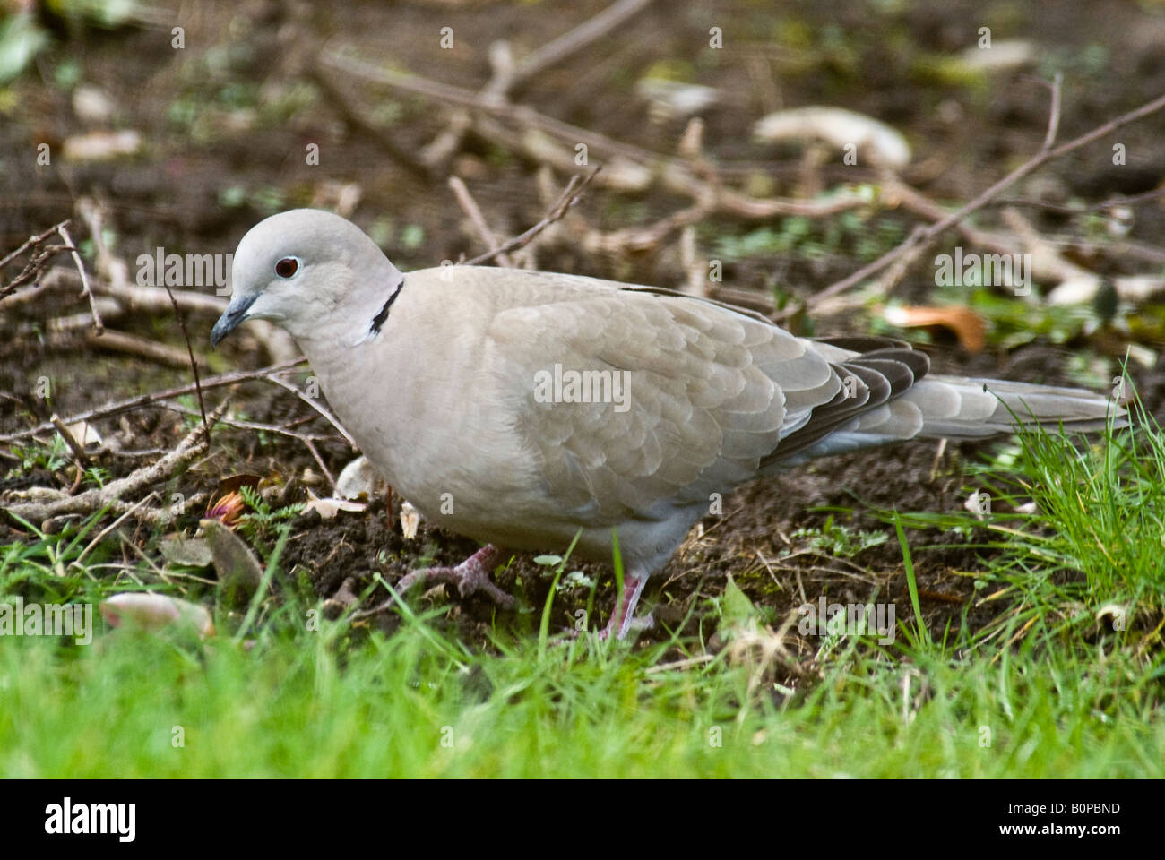A collared dove seen in a British garden. Latin name Streptopelia decaocto. Stock Photo