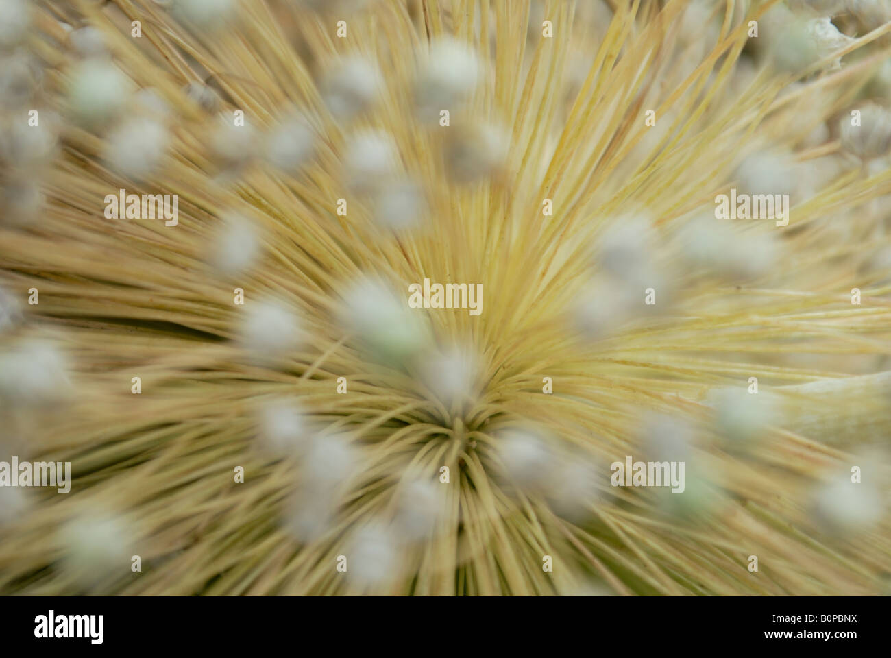 Onion bulb flowering Stock Photo Alamy