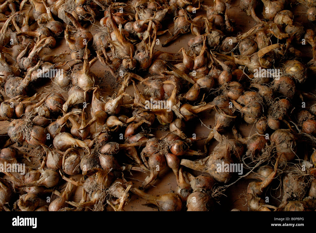 Potato onion bulbs drying after harvest Stock Photo Alamy
