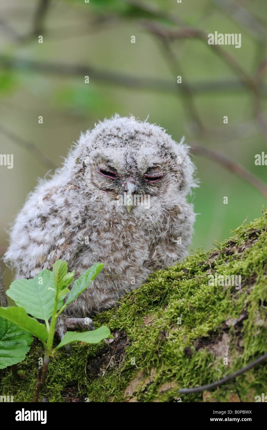 Sleepy Tawny Owl Chick Strix aluco in Alder Tree Stock Photo