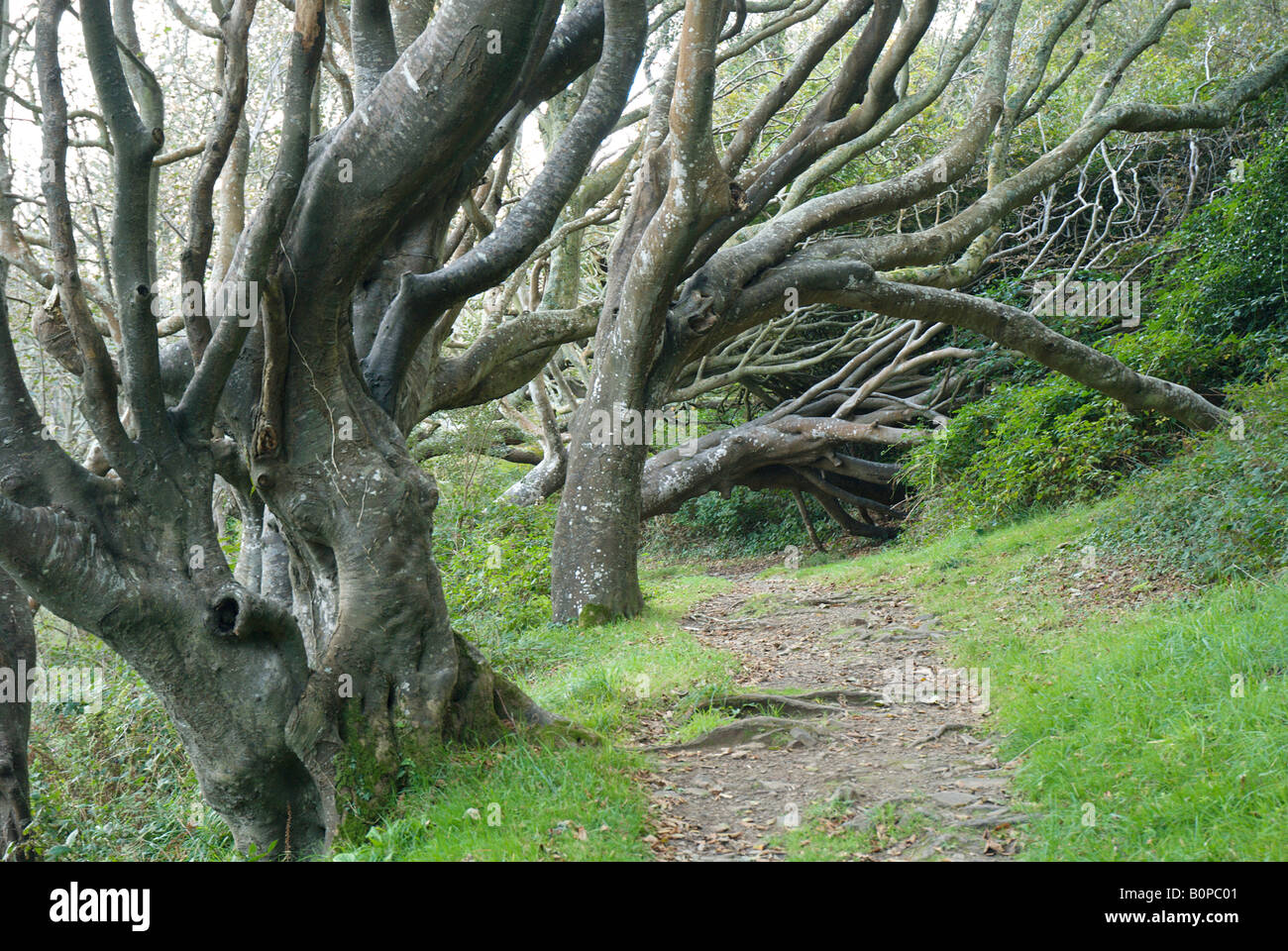 A woodland path with twisted trunks and branches of old trees leaning across North Devon  England U.K. Europe Stock Photo