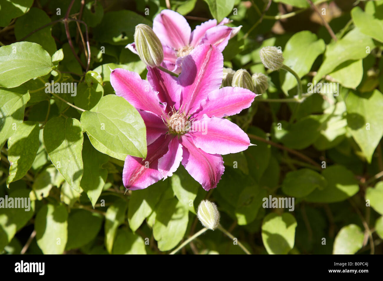 CLEMATIS NELLY MOSER GROUP 2 PINK MAUVE FLOWER CLIMBER ATRAGENE