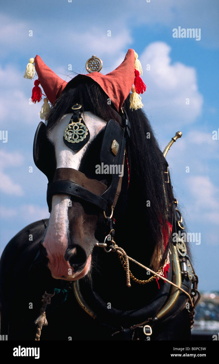 Brass horse head with flowing mane bookend Stock Photo - Alamy