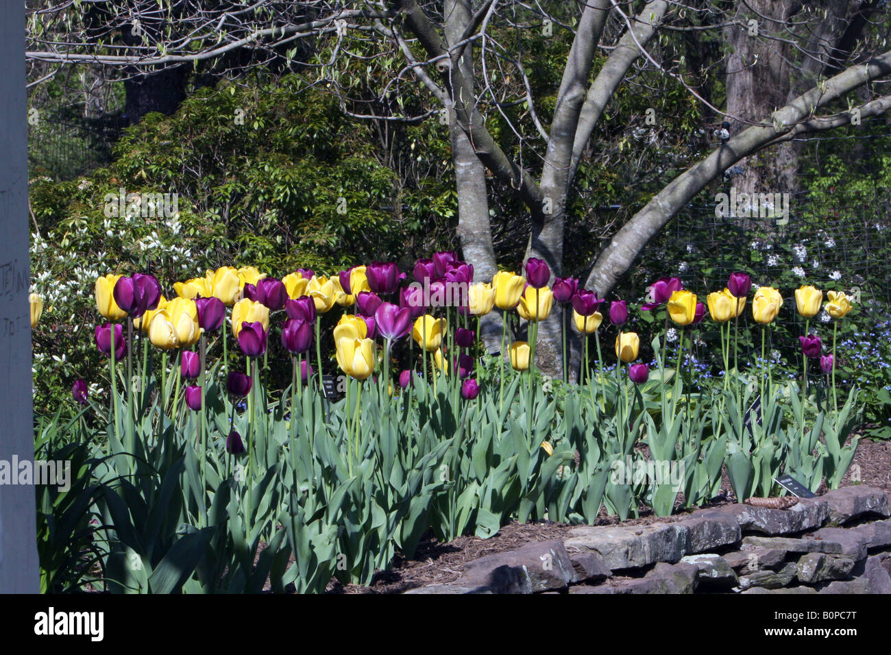 A bed of bright yellow and purple tulips Stock Photo - Alamy