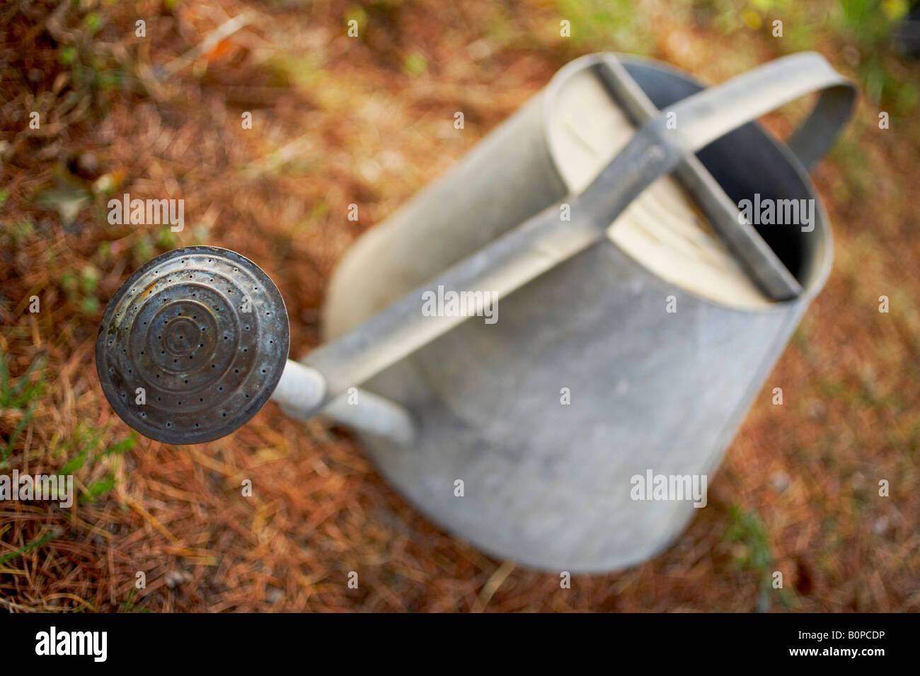 Old galvanized watering can with rose Stock Photo Alamy
