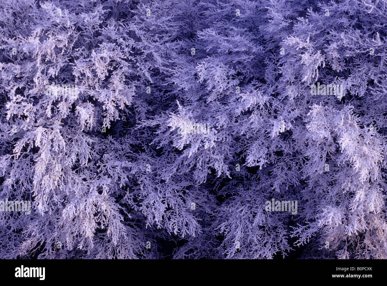 frost forest poland landscape scenic winter Stock Photo - Alamy