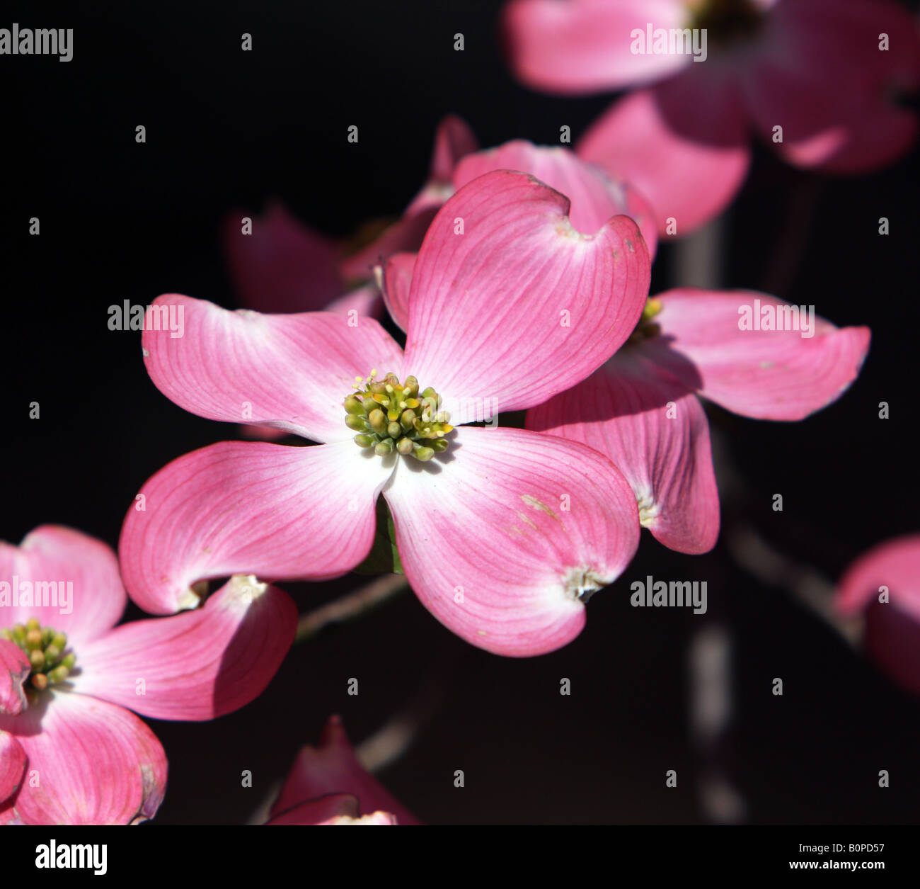 A pink flowering dogwood cornus florida rubra. Stock Photo