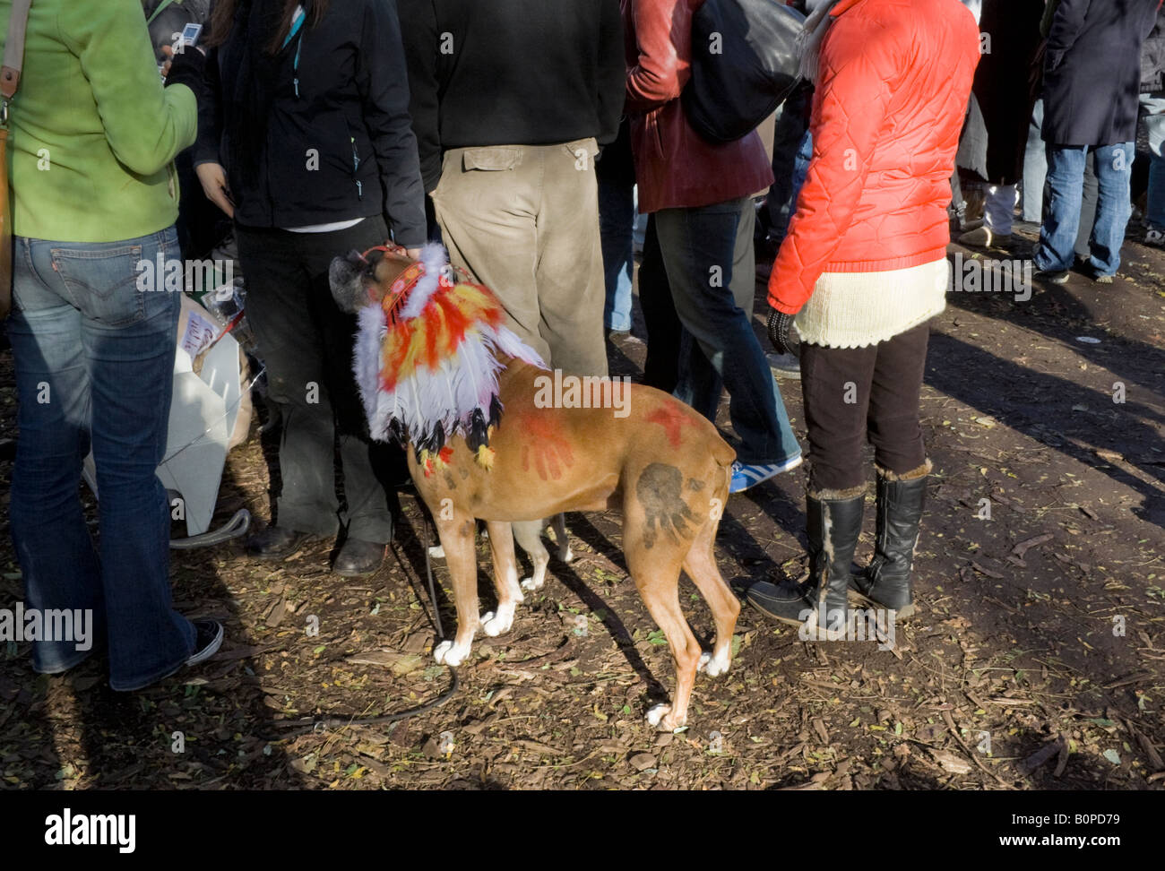 Halloween Dog Parade, Tompkins Square Park, New York City Stock Photo