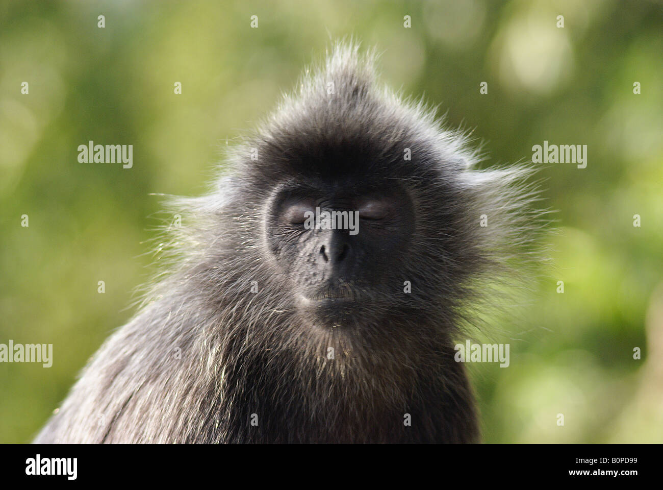 Silverleaf monkey with its eyes shut Stock Photo - Alamy