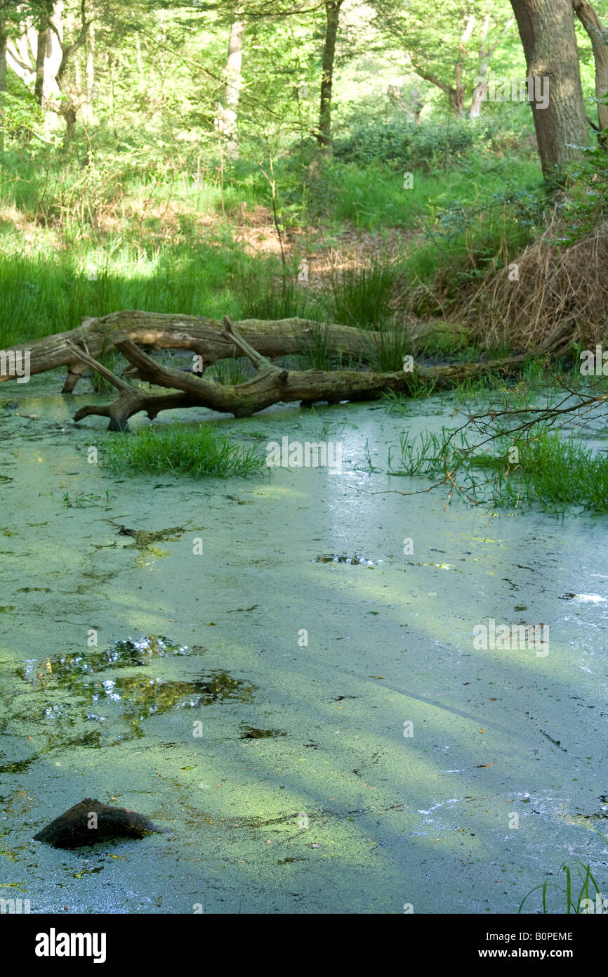 Pond weed uk hires stock photography and images Alamy