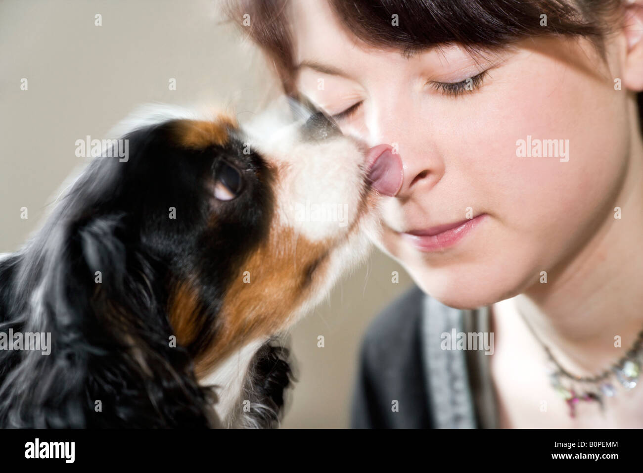 A male ^dog of the Cavalier King Charles Spaniel breed rapidly licking the nose of a girl. Stock Photo