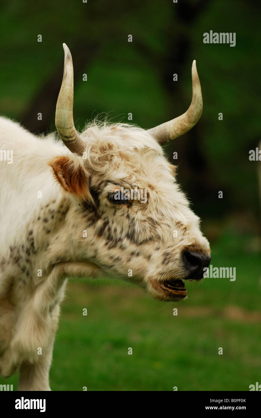 A bull of the wild cattle of Chillingham Park, Northumberland, United Kindom Stock Photo