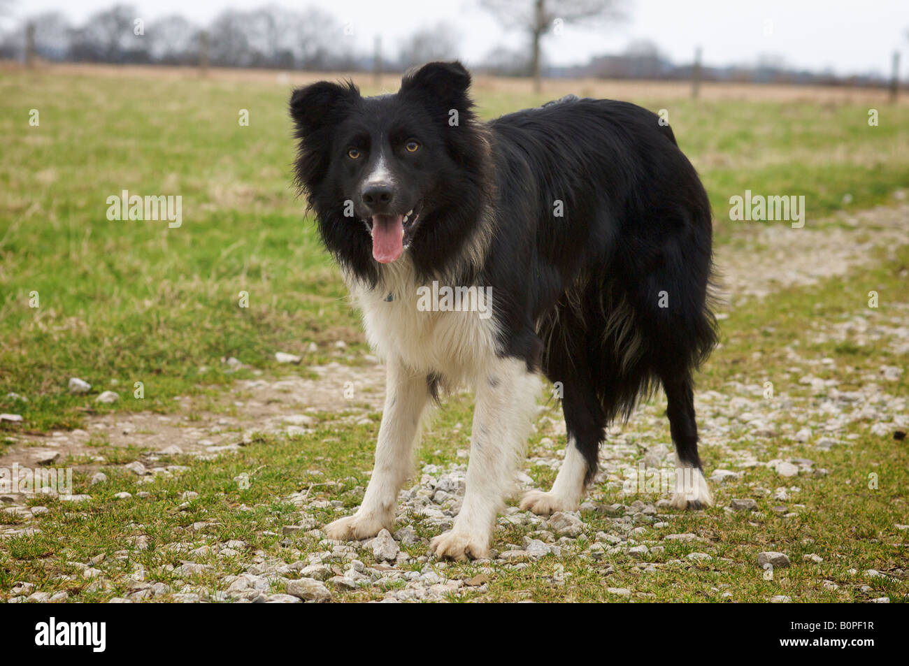 Ben the Border Collie waits for his next command Stock Photo