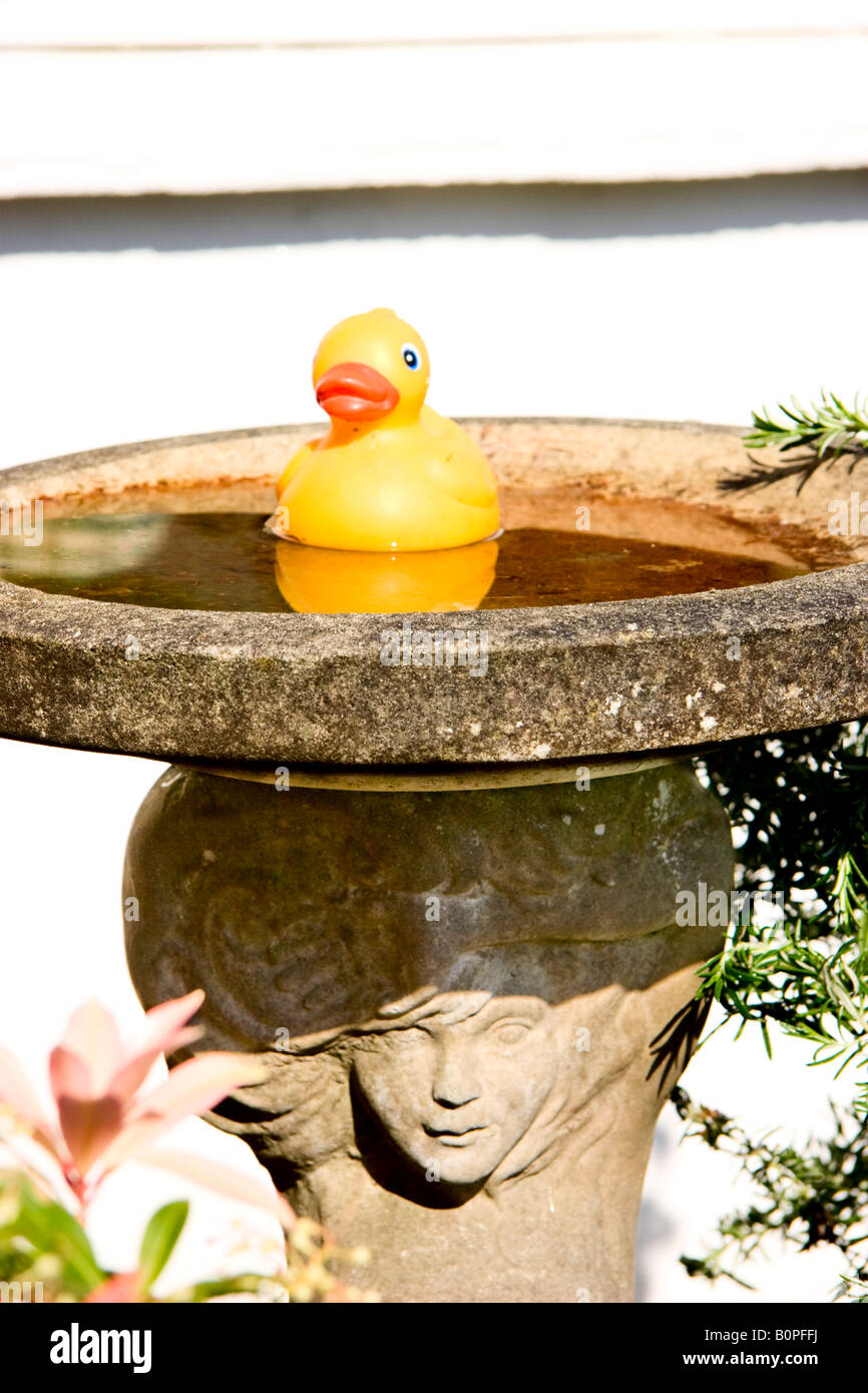 Toy duck in a bird bath Stock Photo - Alamy