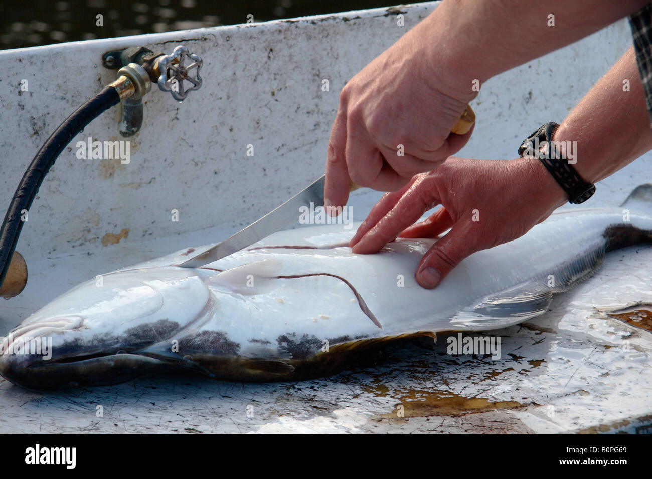Halit Fish Halibut fish hi-res stock photography and images - Alamy