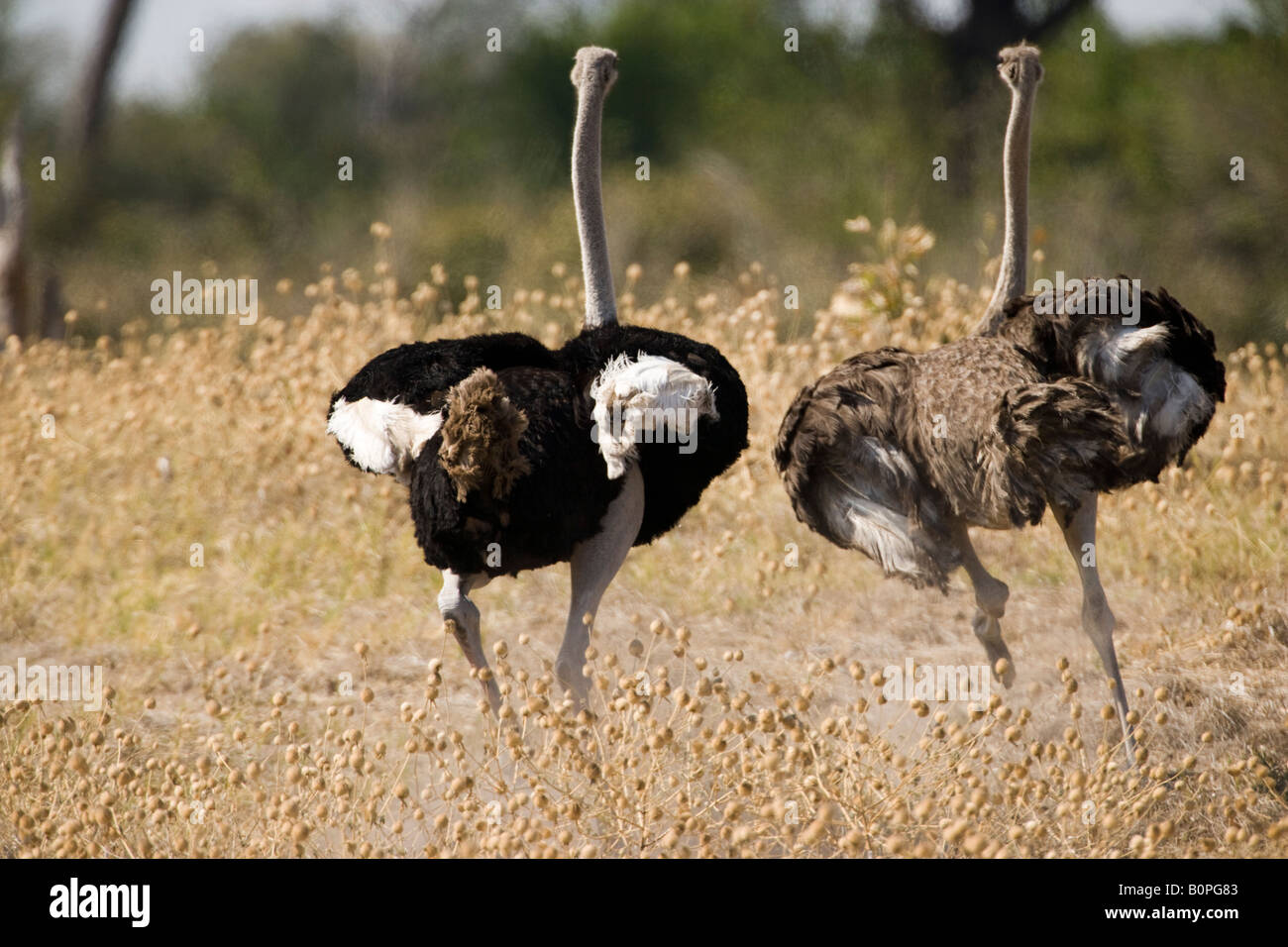 Wild animals male and female Ostriches run together through field in Savuti Area of Botswana engaged in a ritual courtship dance mating behavior Stock Photo - Alamy Wild animals male and female Ostriches run together through field in Savuti Area of Botswana engaged in a ritual courtship dance mating behavior Stock Photo - Alamy