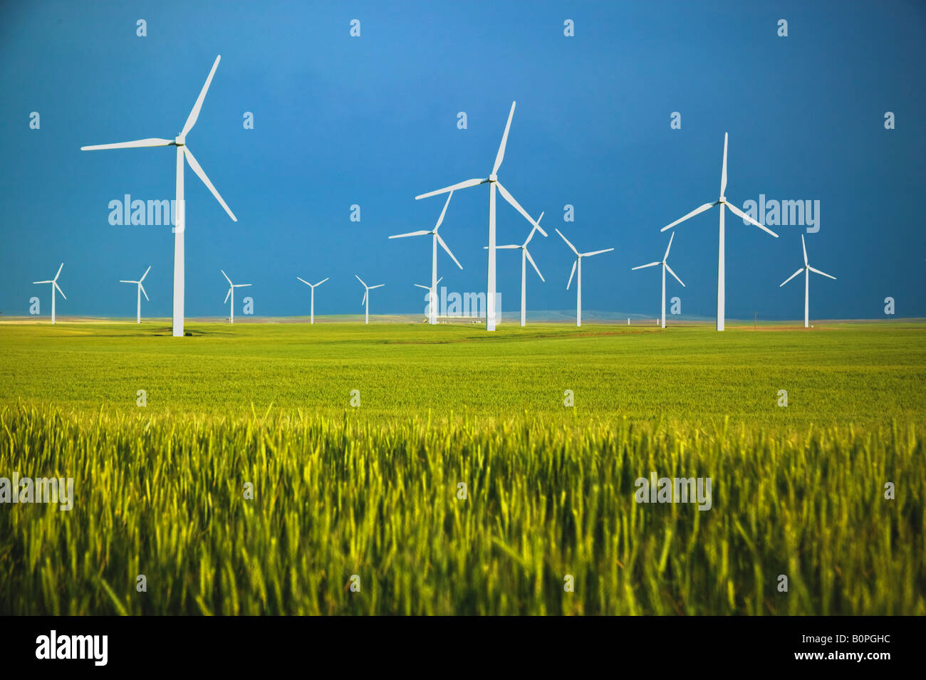 Wind farm, turbines  in immature wheat field. Stock Photo
