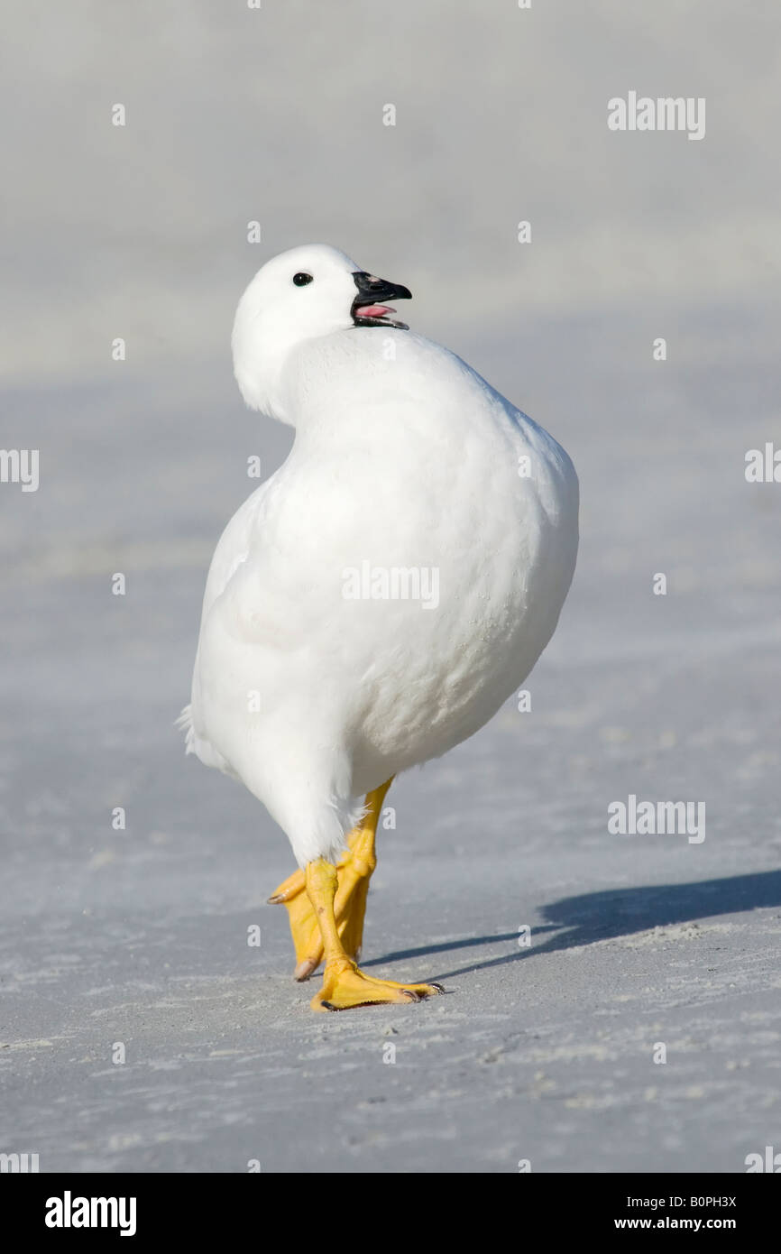 Handsome goose hi-res stock photography and images - Alamy