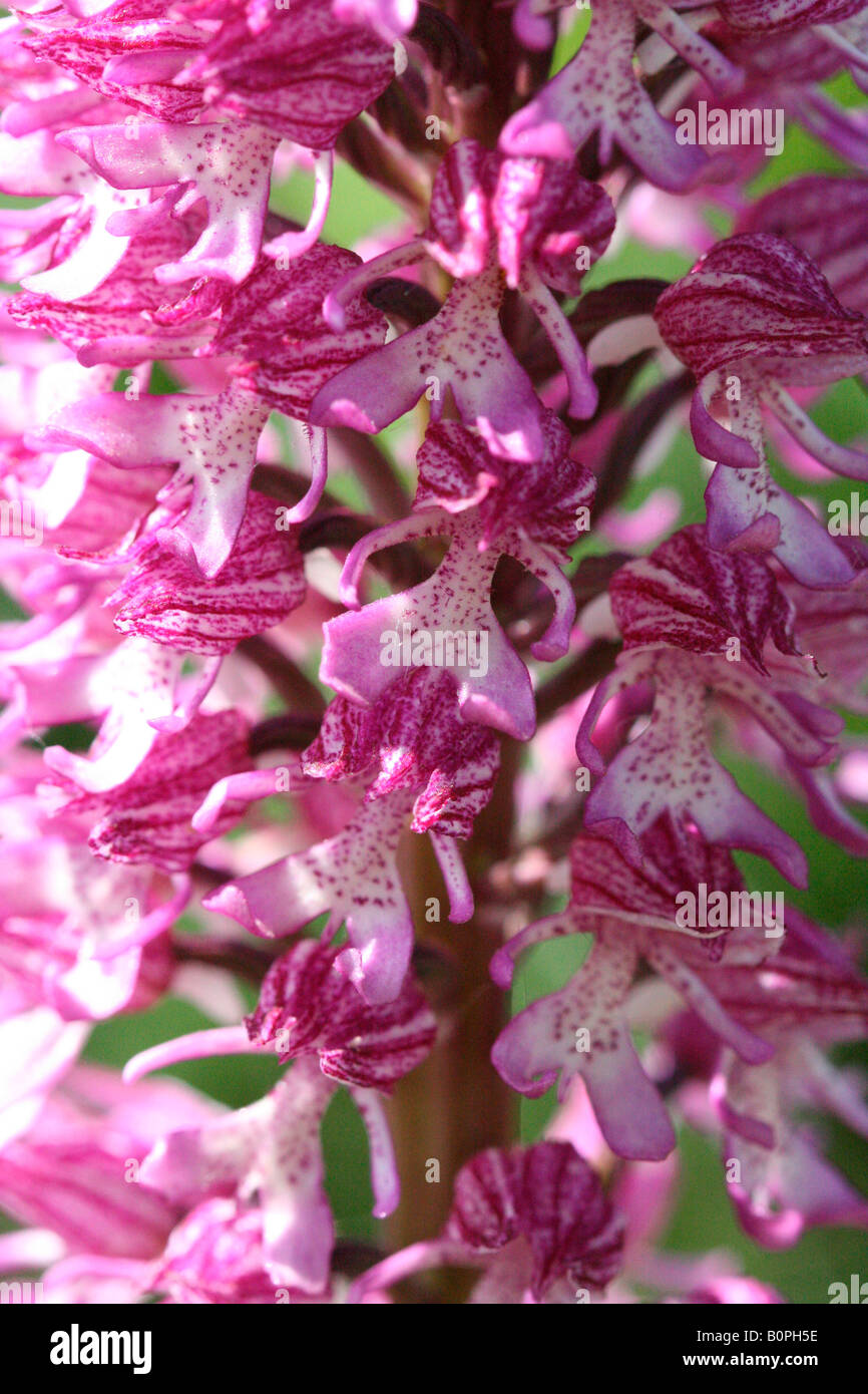 close up orchid wild flower pink mauve Stock Photo
