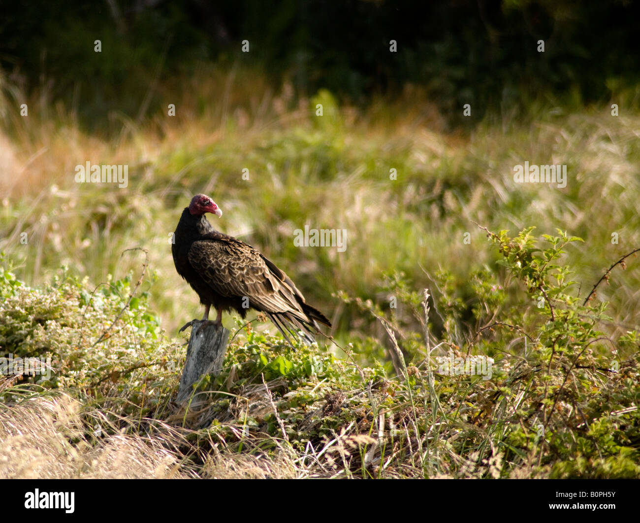 Turkey Vulture roosting on an old fence post at Point Reyes National