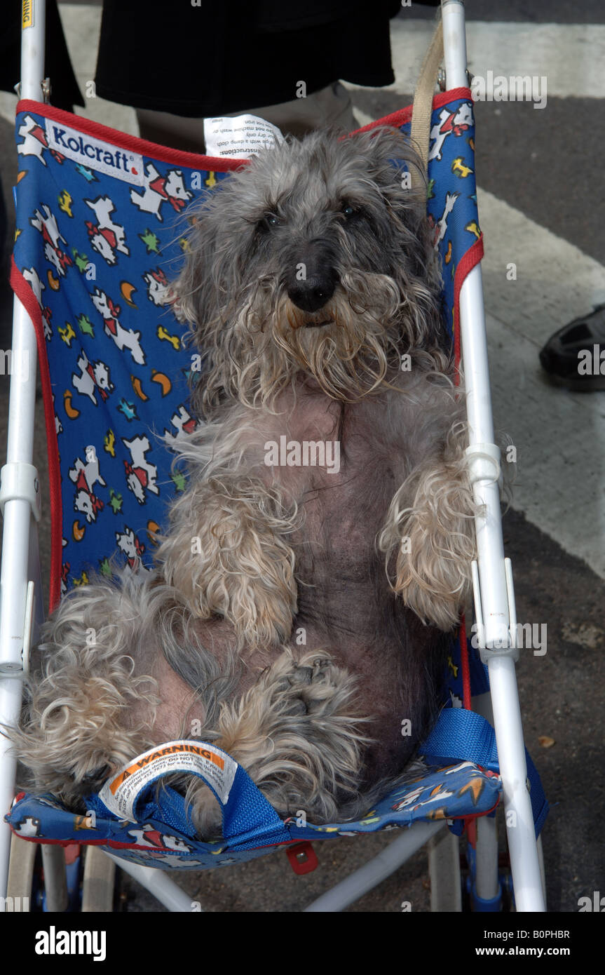 Pet owner travels with her wire haired dachshund in a stroller Stock Photo