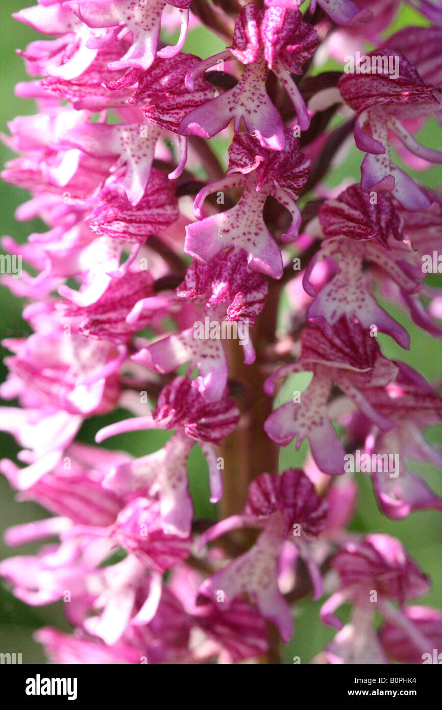 close up orchid wild flower pink mauverare botanical perennial natural wild specimen bloom flowerhead pyramidal orchidaceae Stock Photo