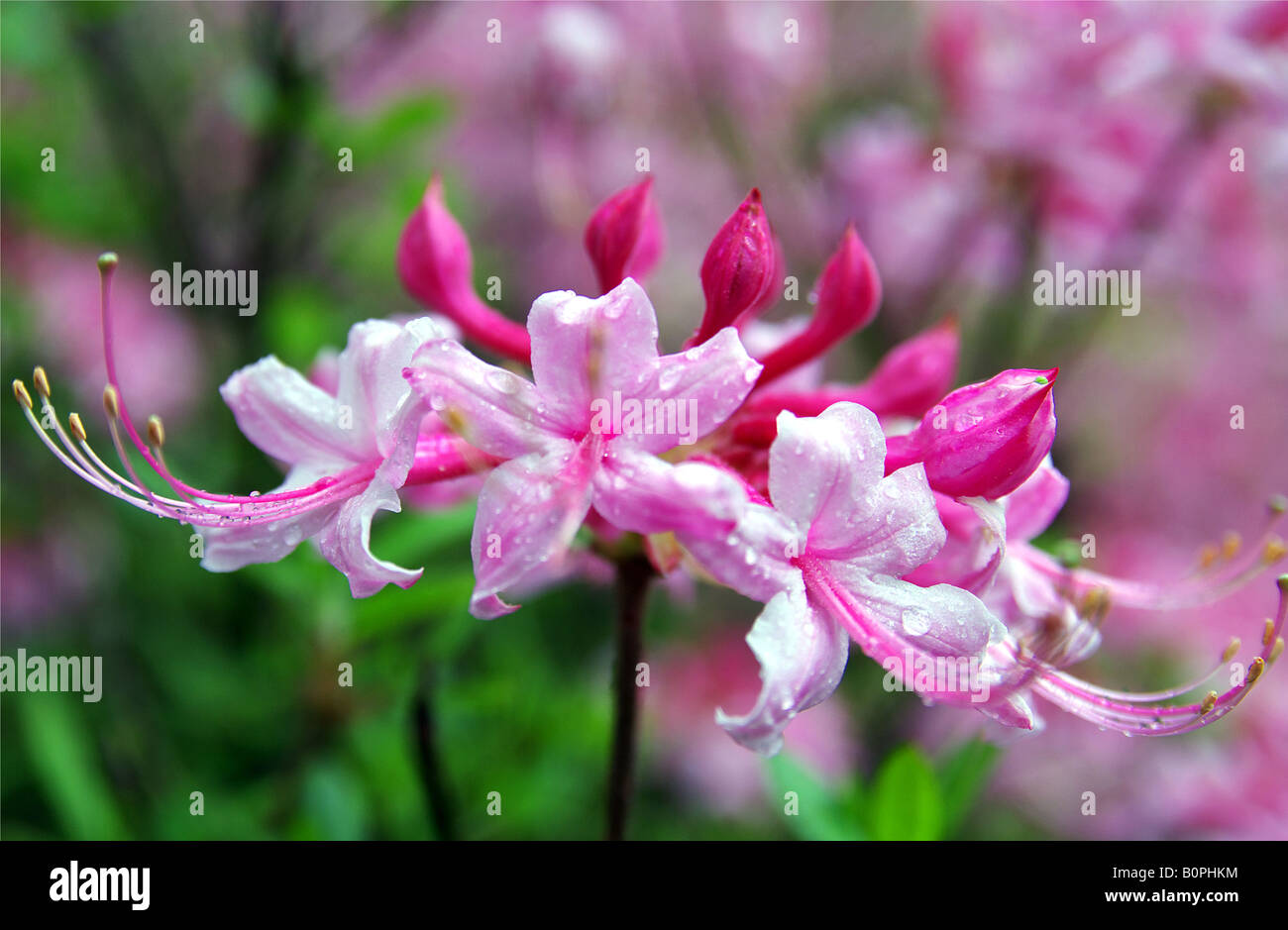 Macro shot of a Bright Pink Azalea in the rain Stock Photo