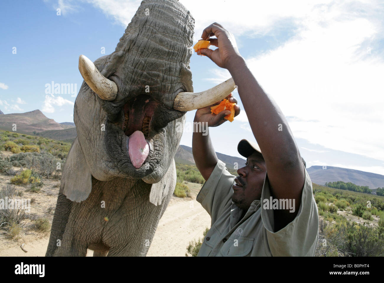 Aquila private game reserve south africa, near cape town Stock Photo